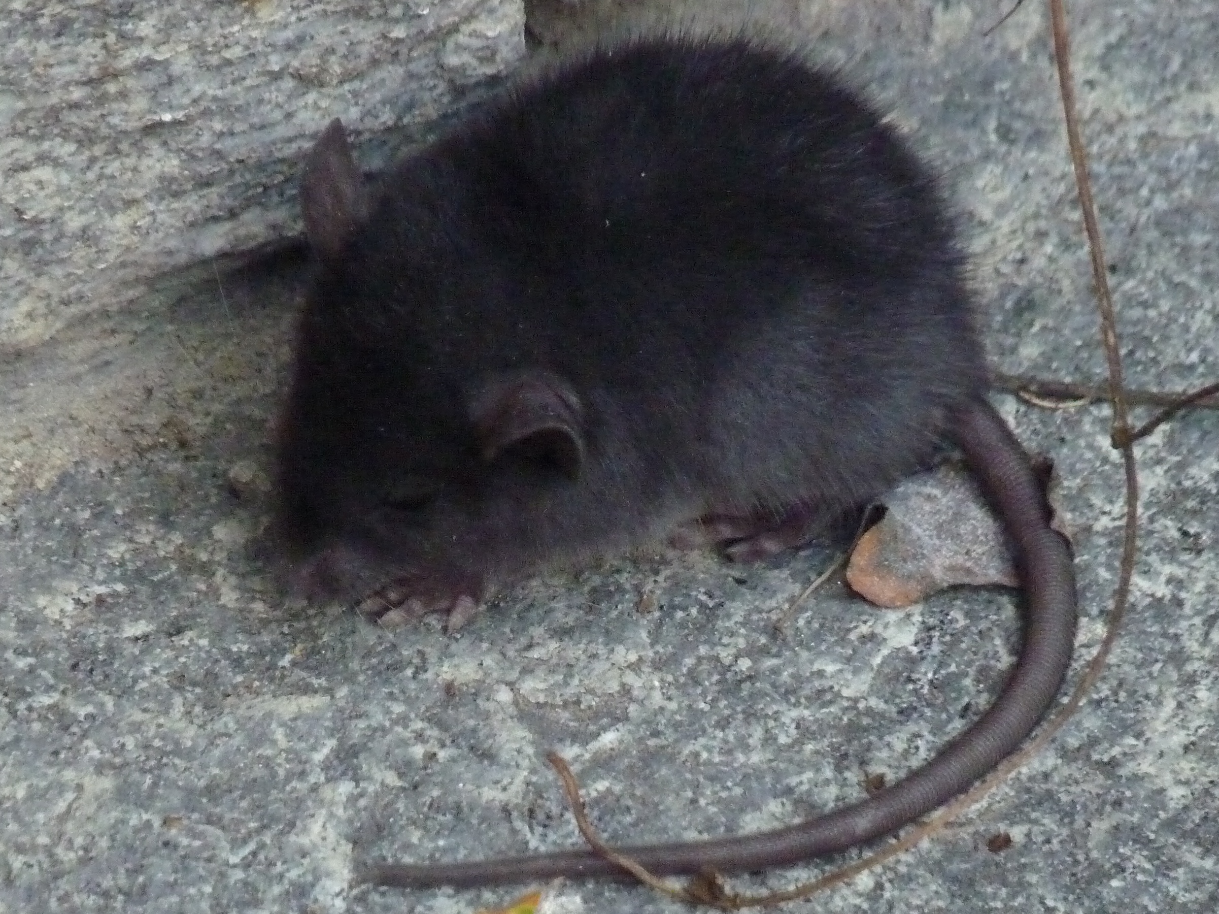 Die «Palmen-Ratten» am Lago Maggiore