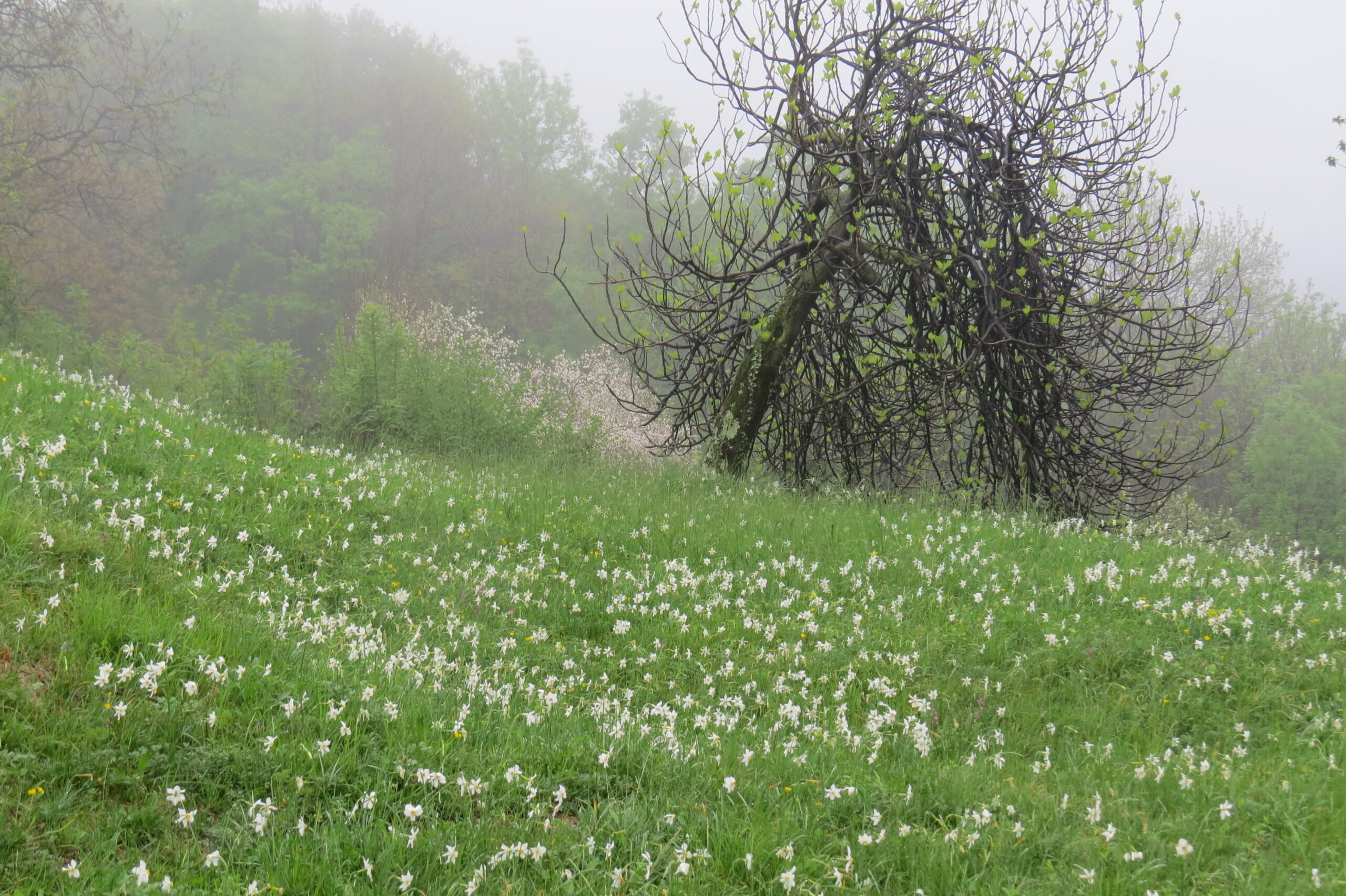 Von poetischen Narzissen und Orchideen