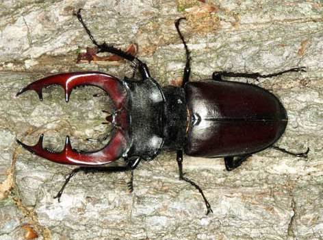 Cervo volante – der Hirschkäfer