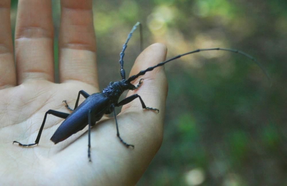 Der Grosse Eichenbock im Schlafzimmer