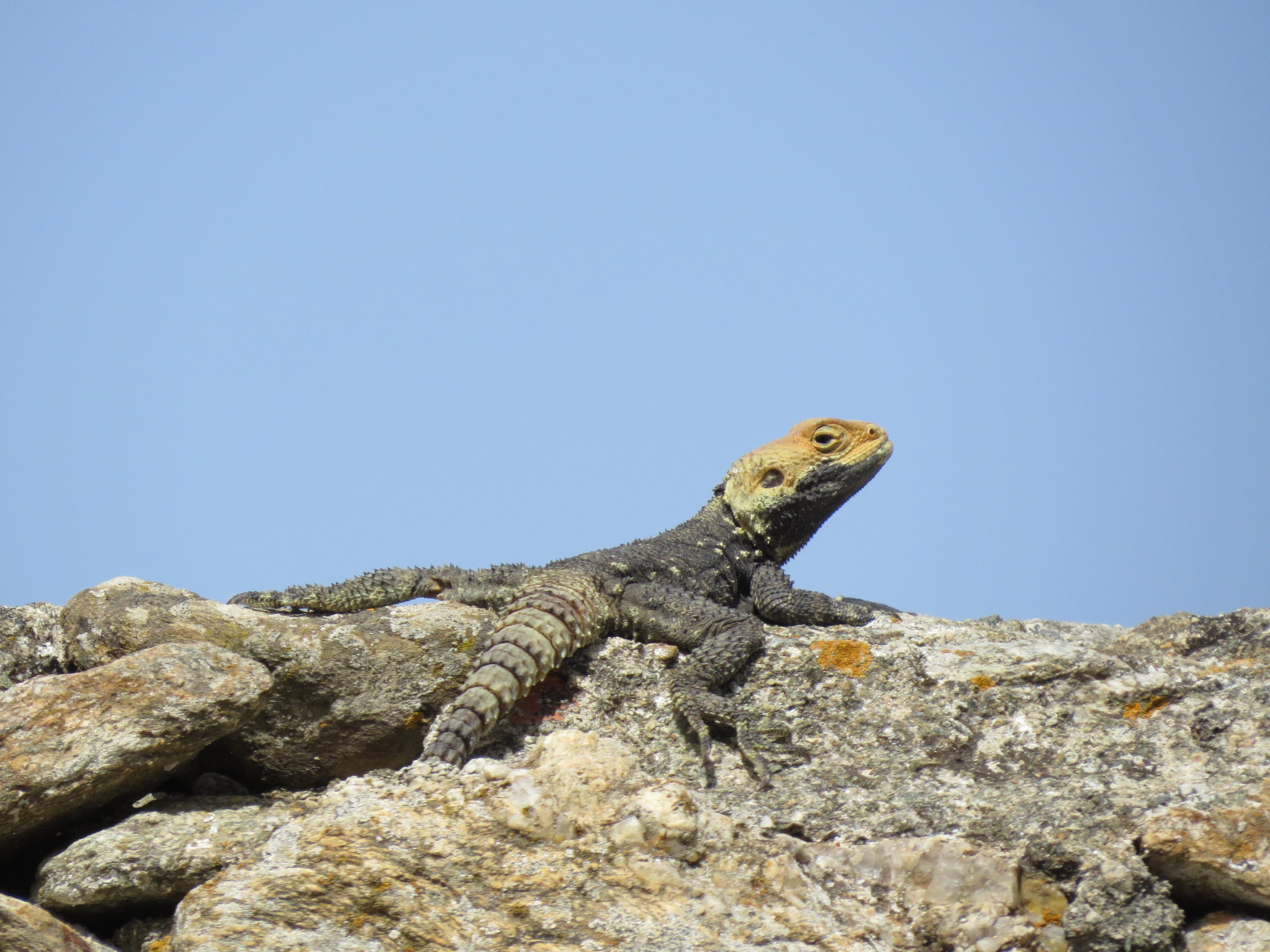 Tinos oder: Die 45. Mediterranreise