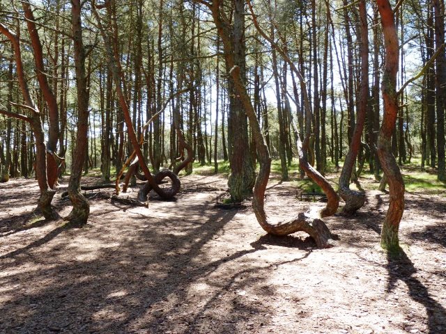 Die tanzenden Bäume auf der Kurischen Nehrung