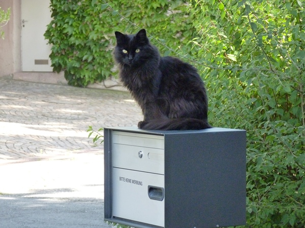 Katzen erkennen den eigenen Namen und andere späte Erkenntnisse der Wissenschaft