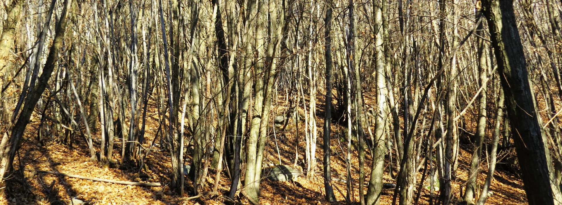 Eine Wanderung in den Waldungen ob Barbé (Oggebbio)