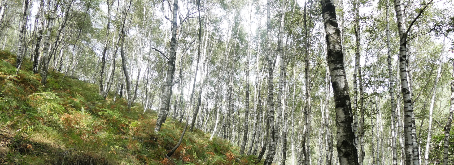 «Rewilding», erläutert mit einem Spaziergang von Manegra zur Alpe Pieggo