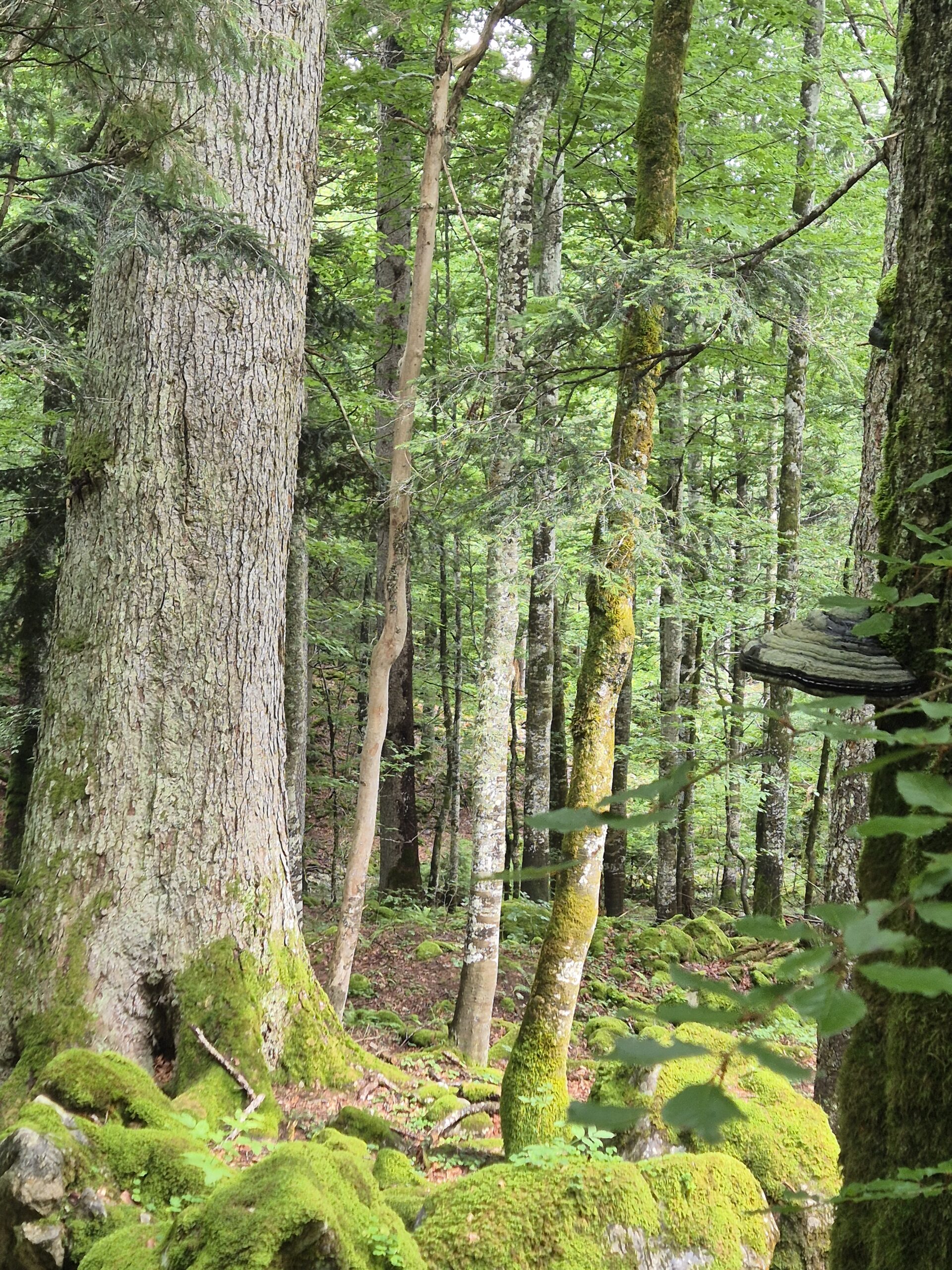 Exkursion in den Urwald Rothwald/Wildnisgebiet Dürrenstein-Lassingtal (Niederösterreich-Steiermark) mit Baumriesen, „Kadaververjüngung“ und anderen spannenden Phänomenen.