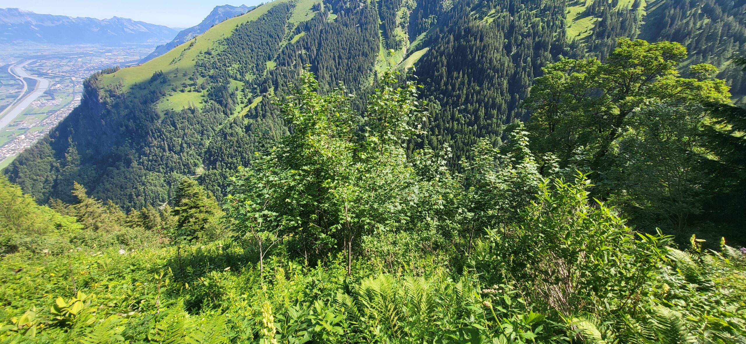 Die Grünerle – ein Problem im Alpenraum?
Warum das eine Frage des Blickwinkels ist.
