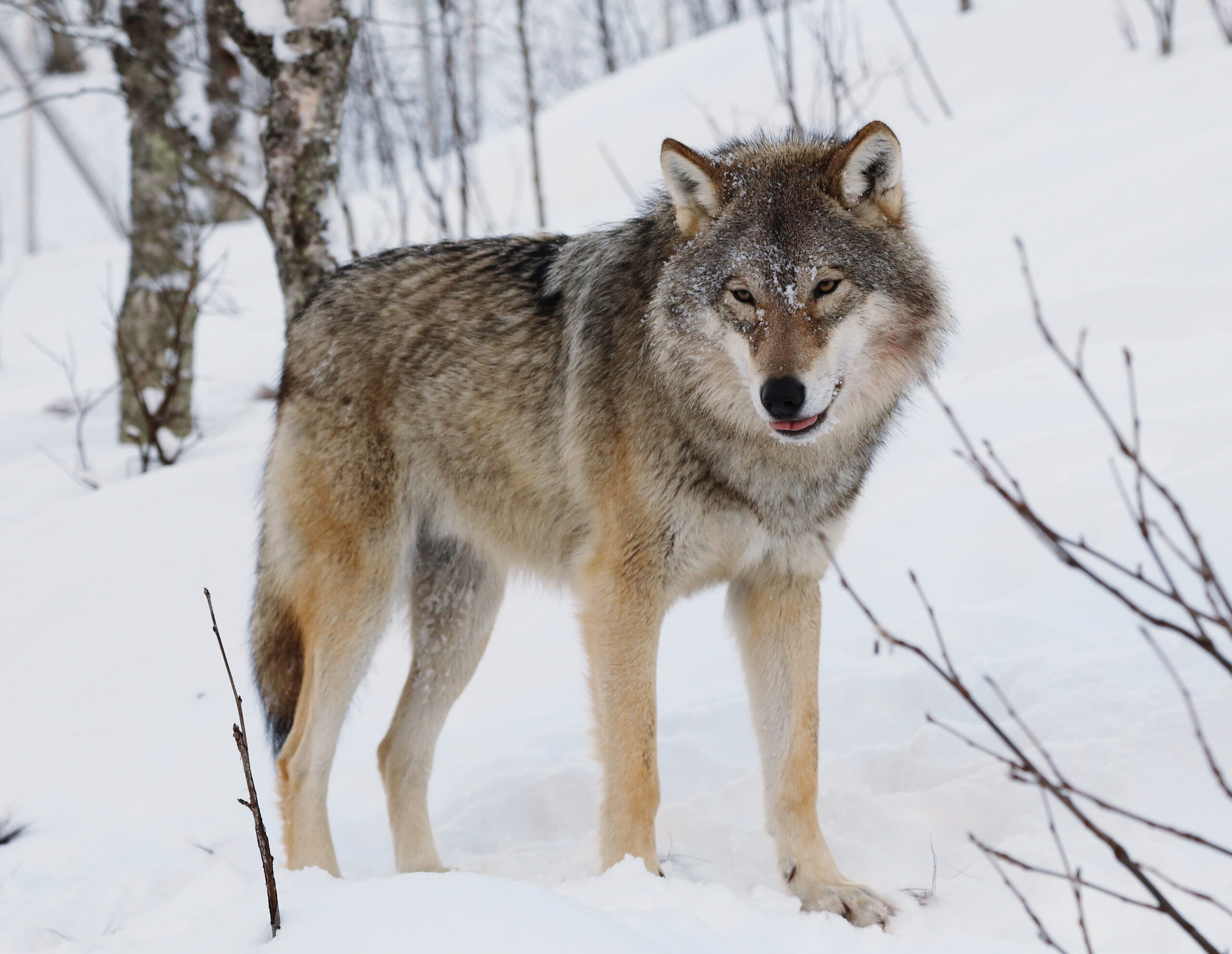 Wels oder Wolf – ein medialer Arten-Wettbewerb im Sommerloch 2025
