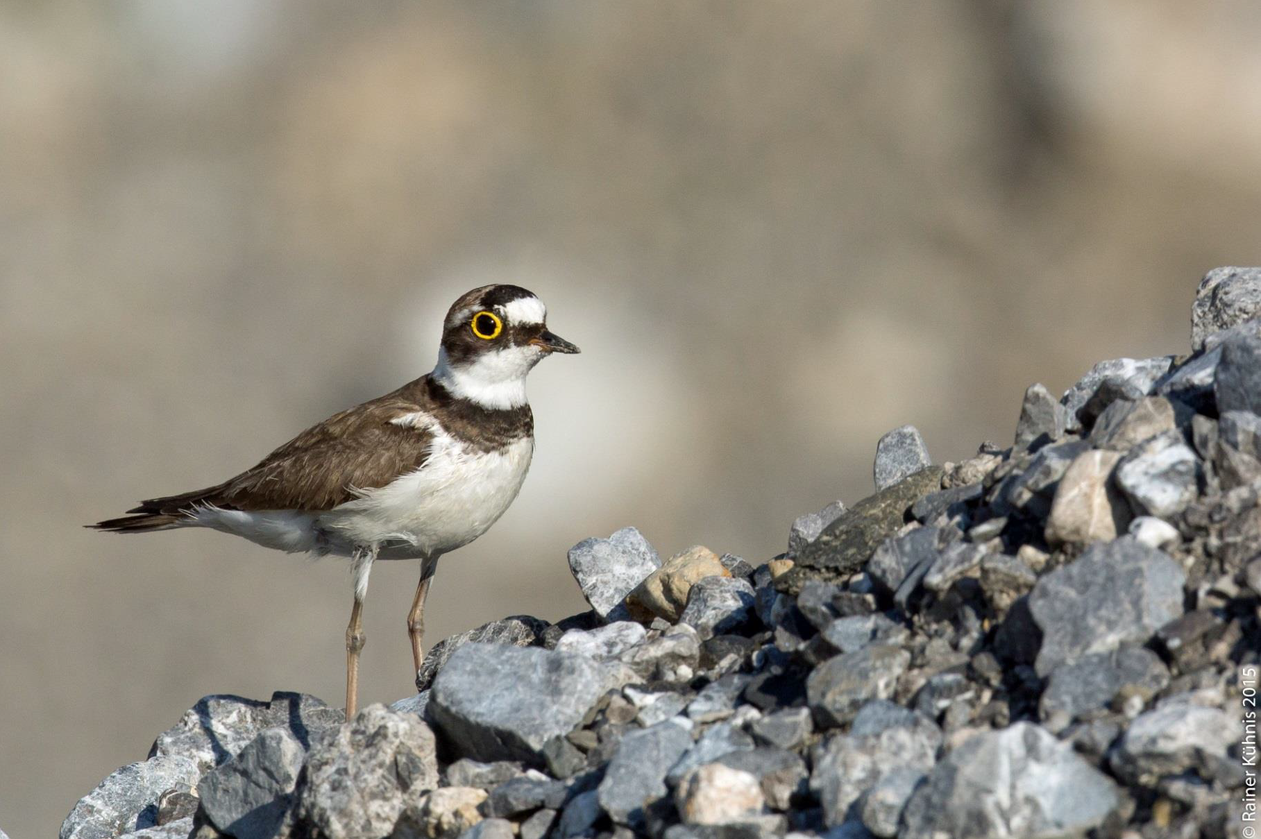 Der Alpen&shy;rhein und sein Fluss&shy;re&shy;gen&shy;pfei&shy;fer – ein In&shy;di&shy;ka&shy;tor für in&shy;tak&shy;te Auen