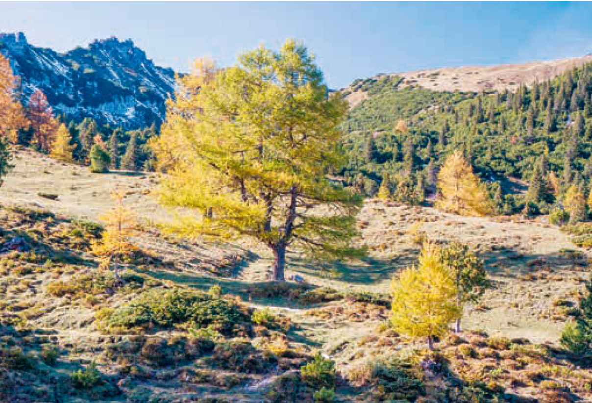 Strei&shy;tig&shy;keiten um Holz&shy;be&shy;zugs&shy;rechte auf Liech&shy;ten&shy;steiner Alpen und deren Ab&shy;lösung