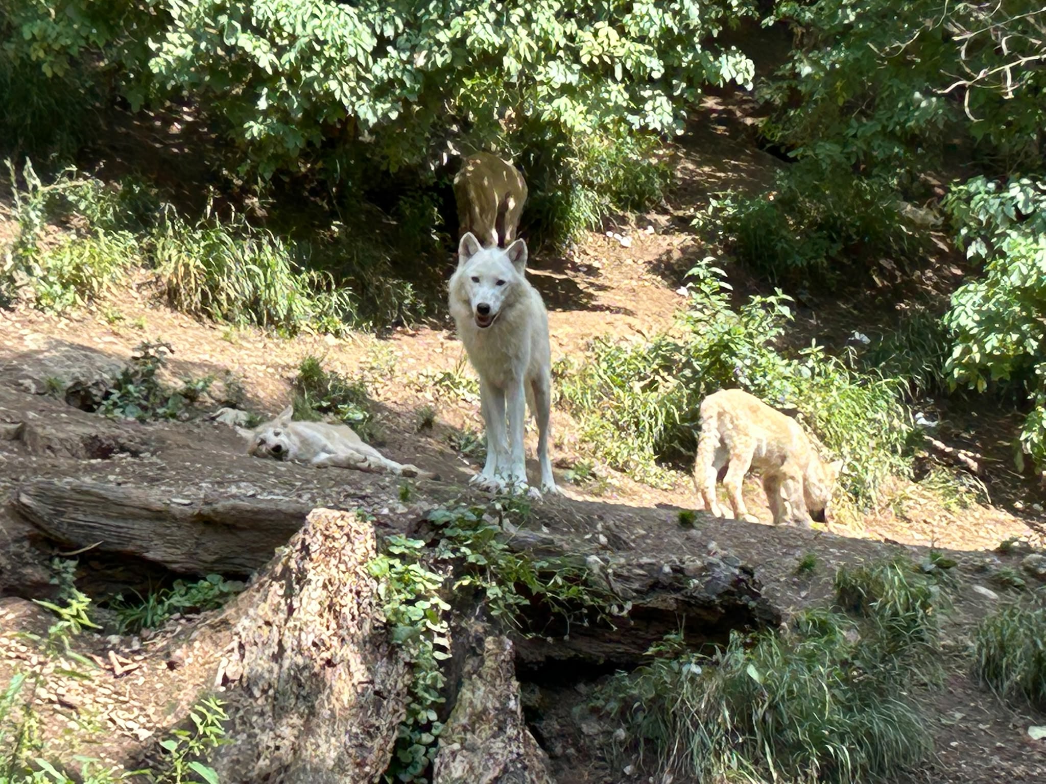 Ist Wissen gegen Mythen chancenlos? – dargestellt am Beispiel des Wolfes